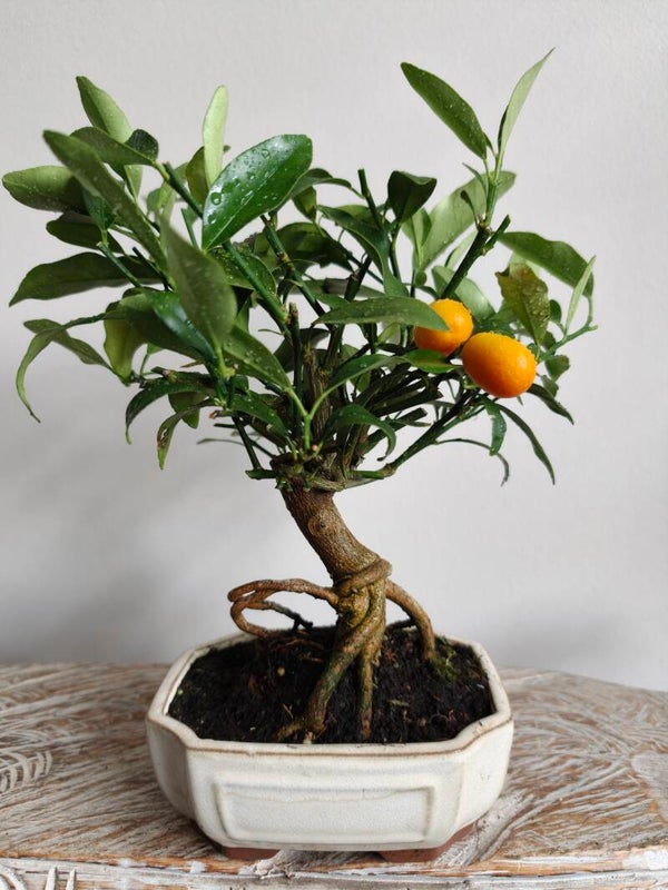 Citrus Kumquat Bonsai 10 jaar