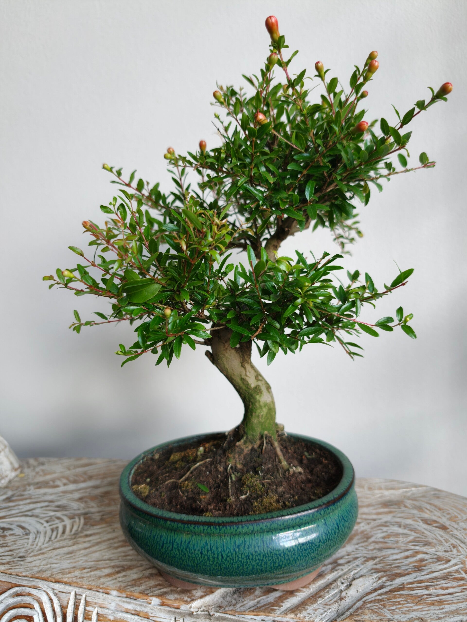 Punica Granatum Nana bonsai