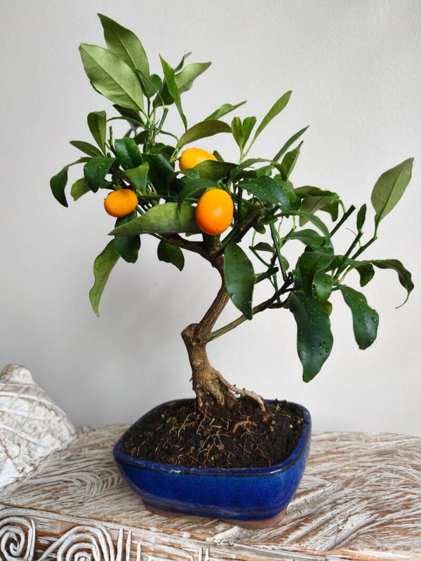Citrus Kumquat bonsai 10 jaar