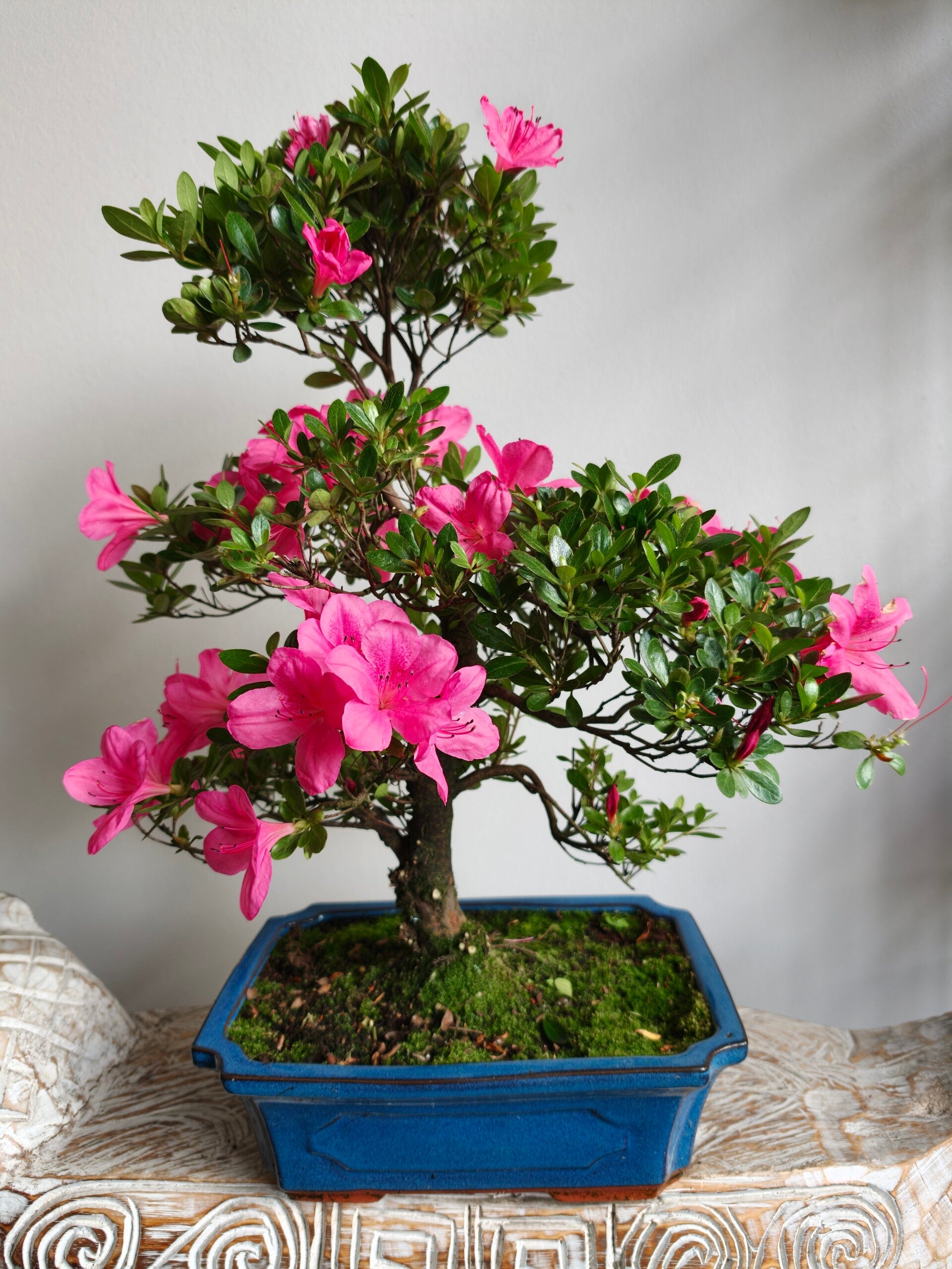 Azalea Bonsai 50cm