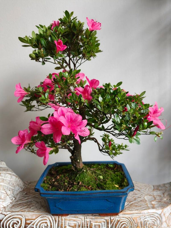 Azalea Bonsai 50cm
