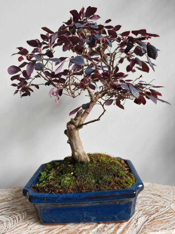Loropetalum Bonsai