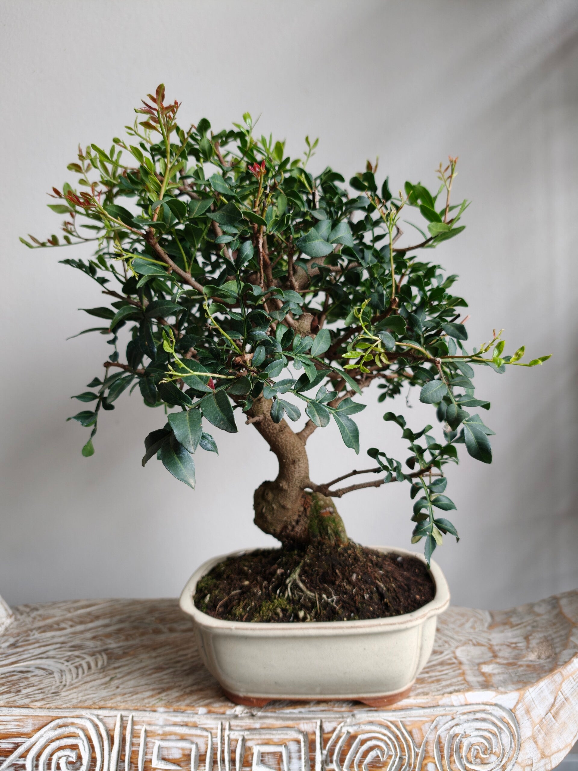 Pistache Lentiscus Bonsai 12 jaar