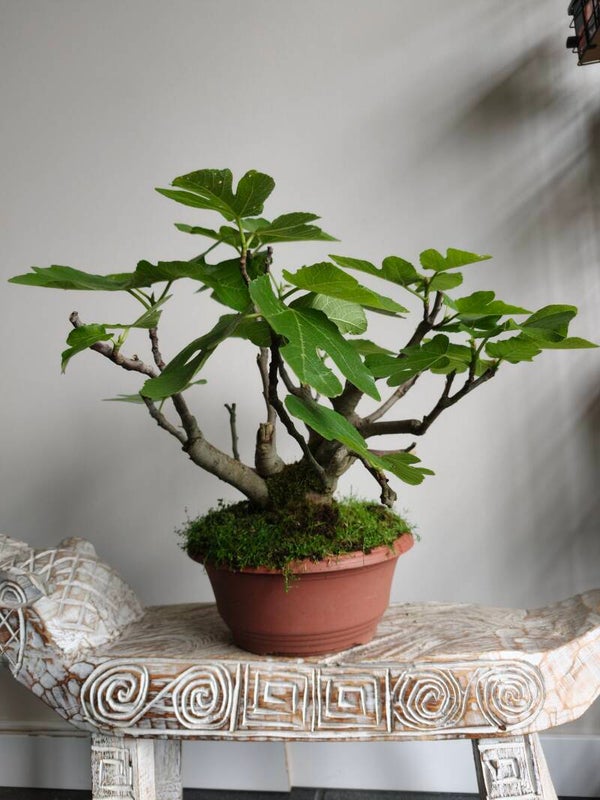 Ficus Carica 'Vijg' Bonsai