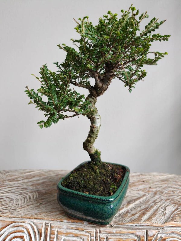 Ulmus Parviflora Seiju Bonsai