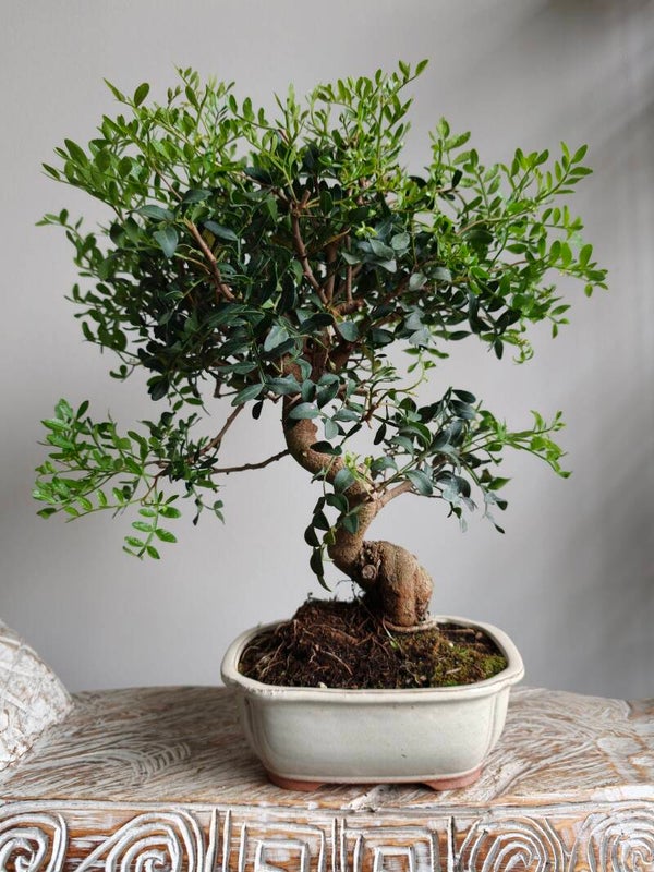 Pistache Lentiscus Bonsai 12 jaar