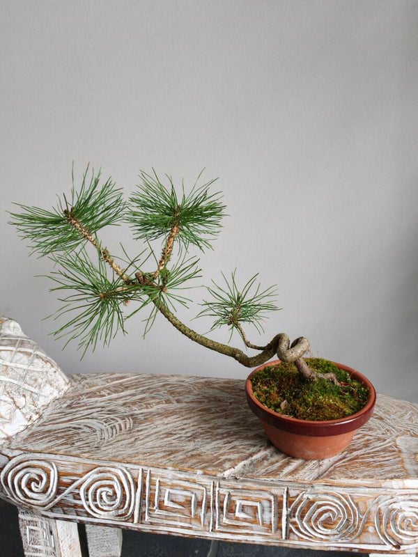 Pinus Sylvestris Bonsai