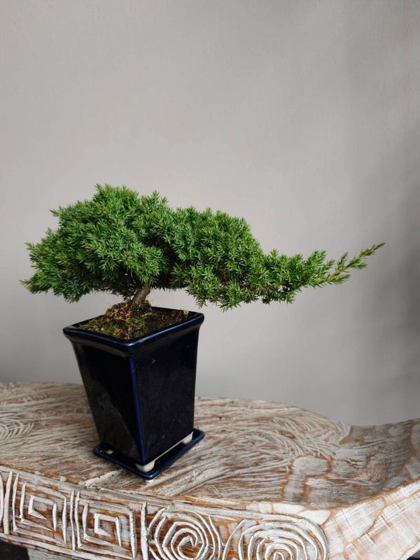 Juniperus bonsai