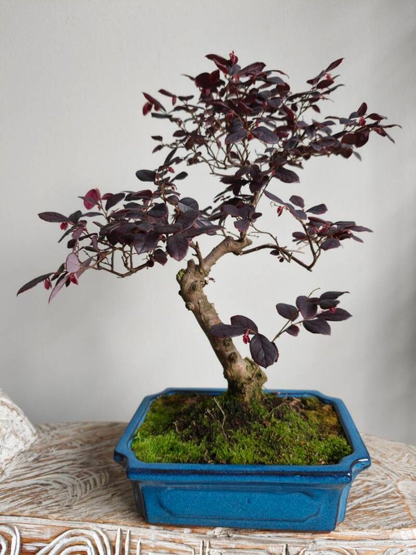 Loropetalum Bonsai