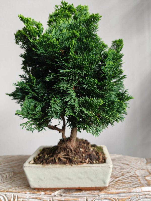 Chamaecycyparis Bonsai
