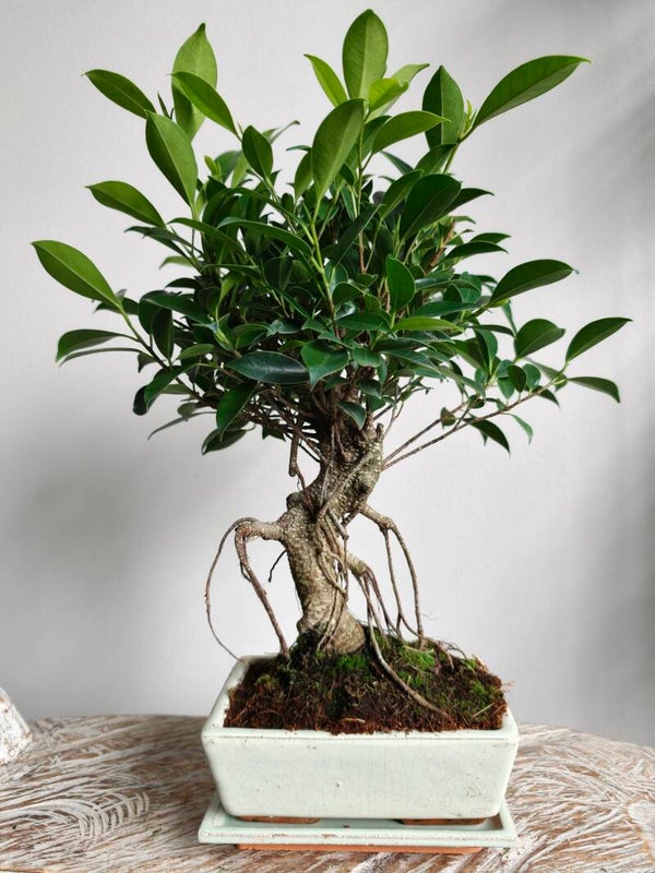 Ficus Retusa Bonsai