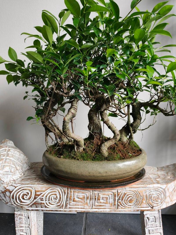 Ficus Retusa Bossage Bonsai