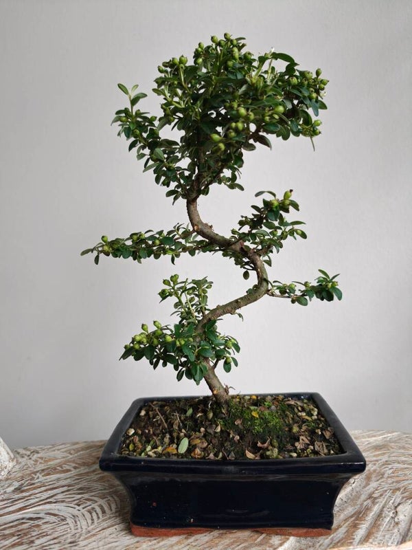 Pyracantha Bonsai