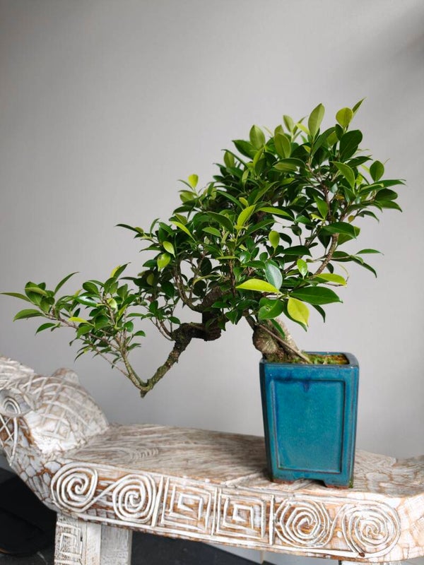 Ficus Retusa Cascade Bonsai