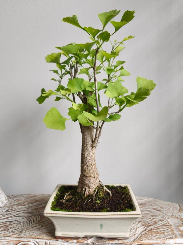 Ginkgo Biloba Bonsai