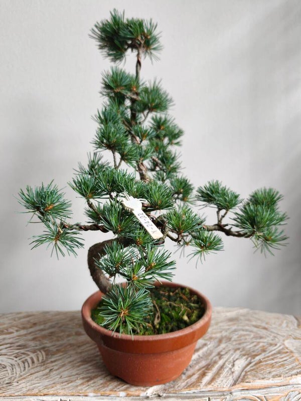 Pinus Parviflora Bonsai