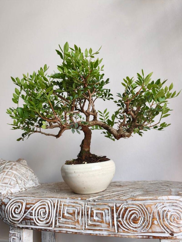 Pistache Lentiscus Bonsai 10 jaar