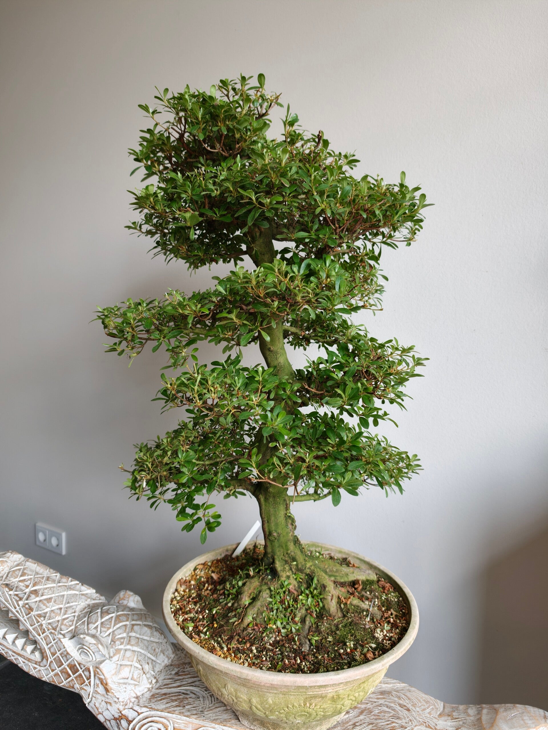 Satsuki Azalea Mihiro Bonsai 85cm