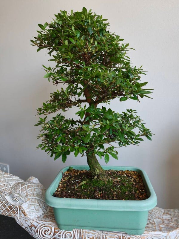 Satsuki Azalea Yumeji Bonsai 75cm