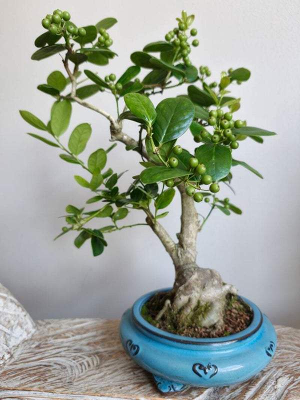 Ilex Fortunai Bonsai