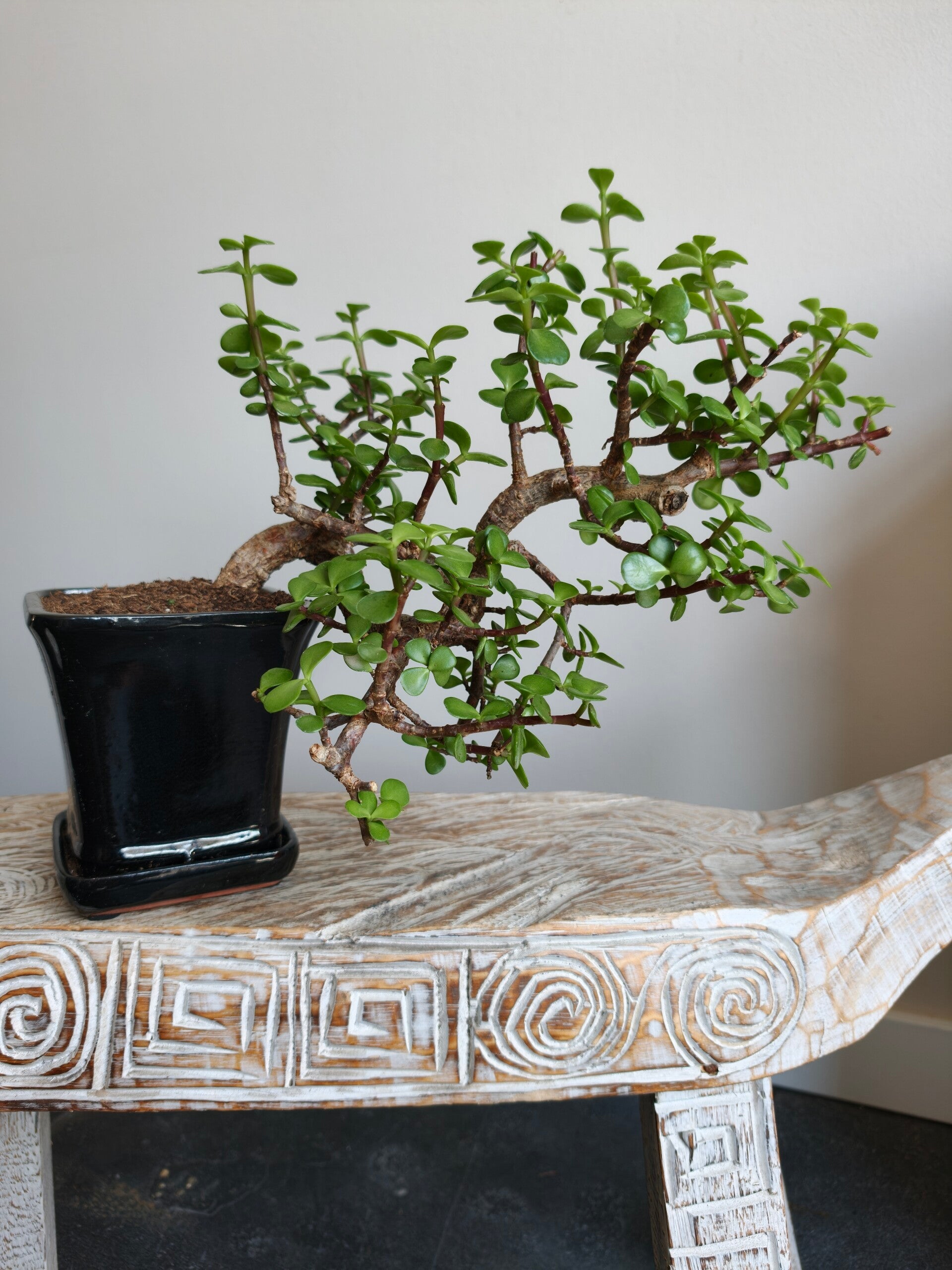Portulacaria Afra Bonsai