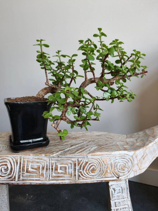 Portulacaria Afra Bonsai