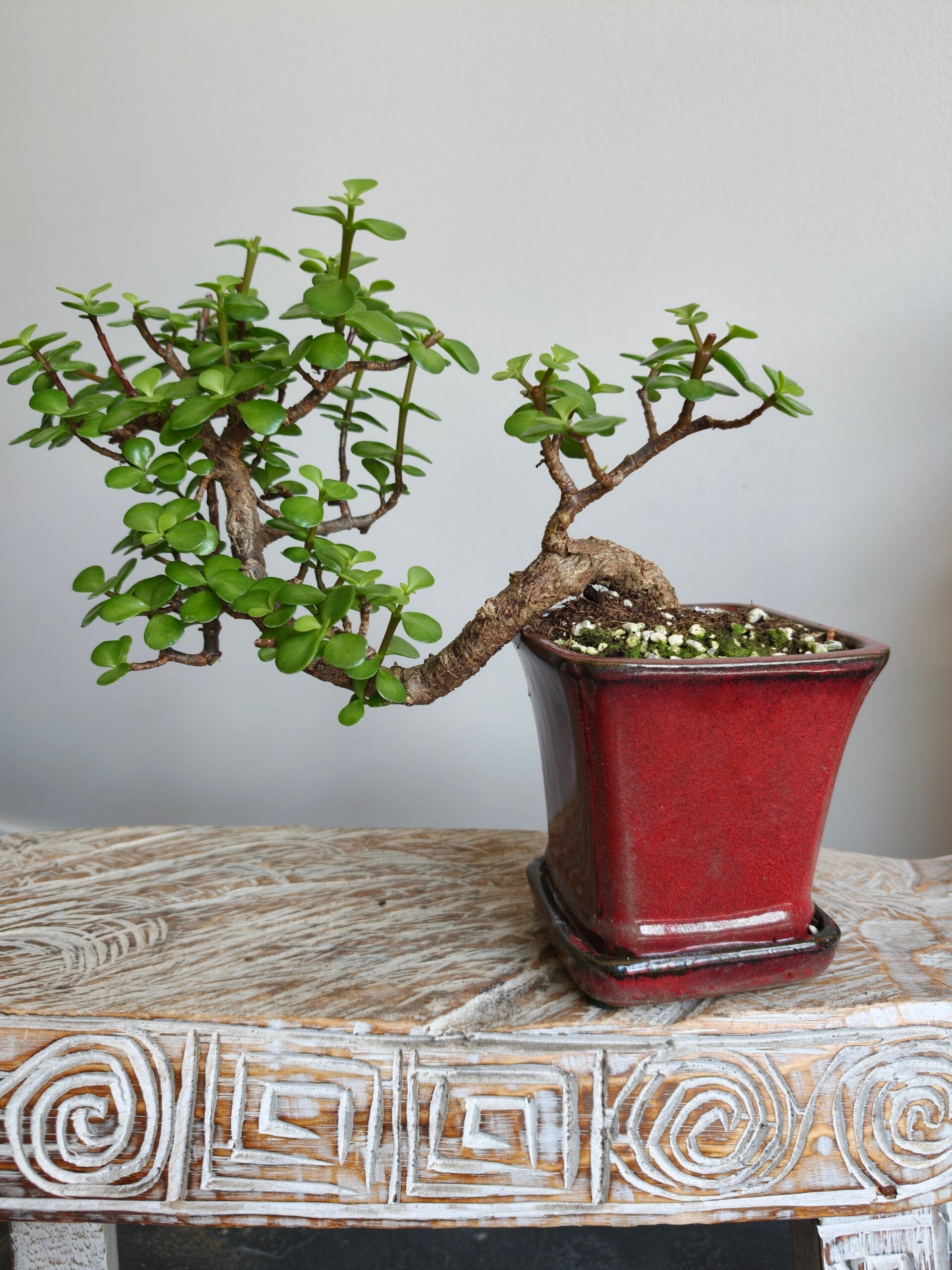 Portulacaria Afra  Bonsai