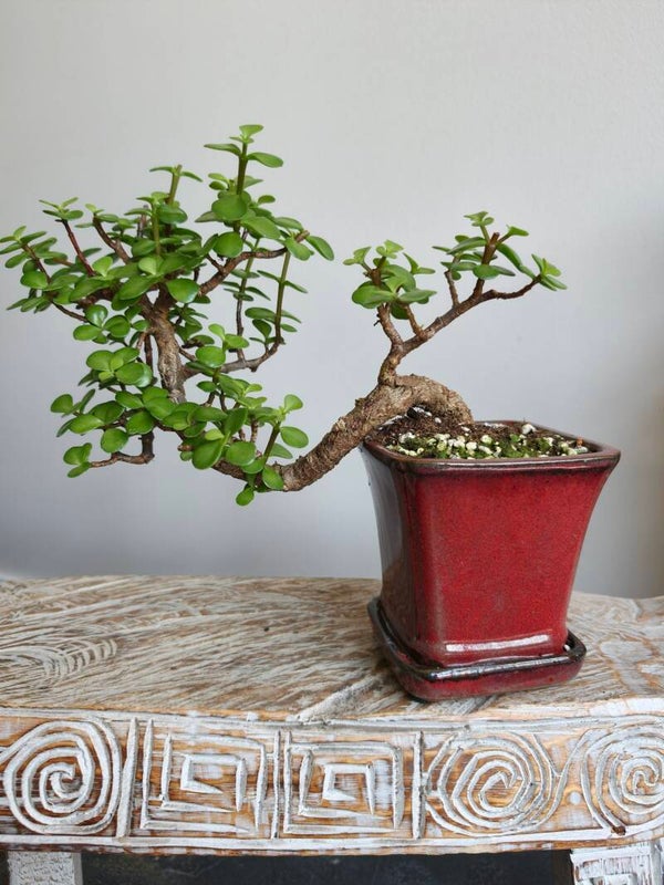 Portulacaria Afra  Bonsai