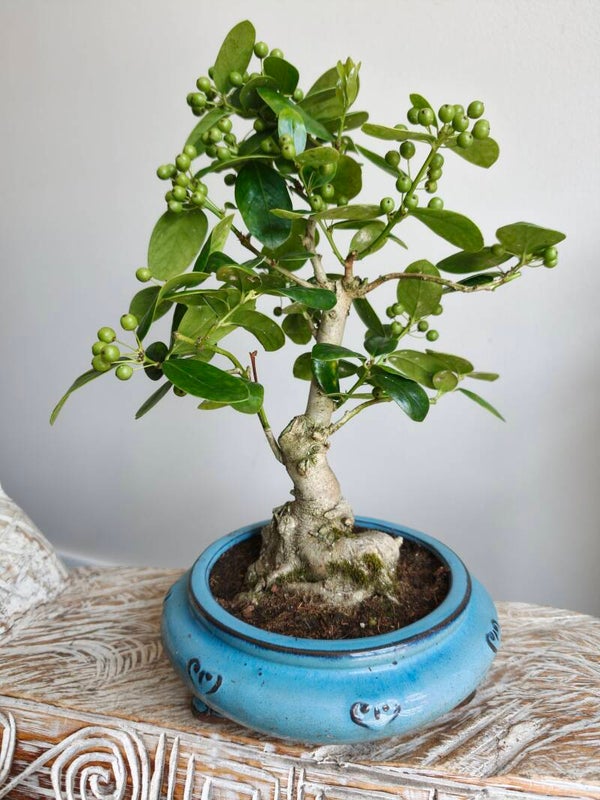 Ilex Fortunai Bonsai