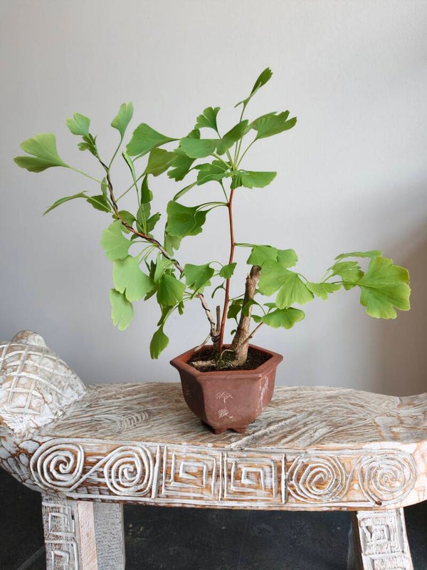 Ginkgo Biloba Bonsai