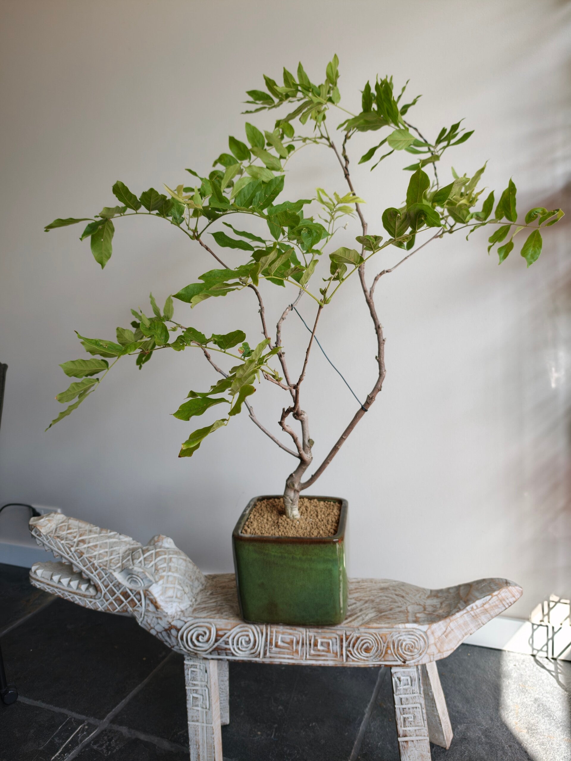 Wisteria Floribunda Bonsai
