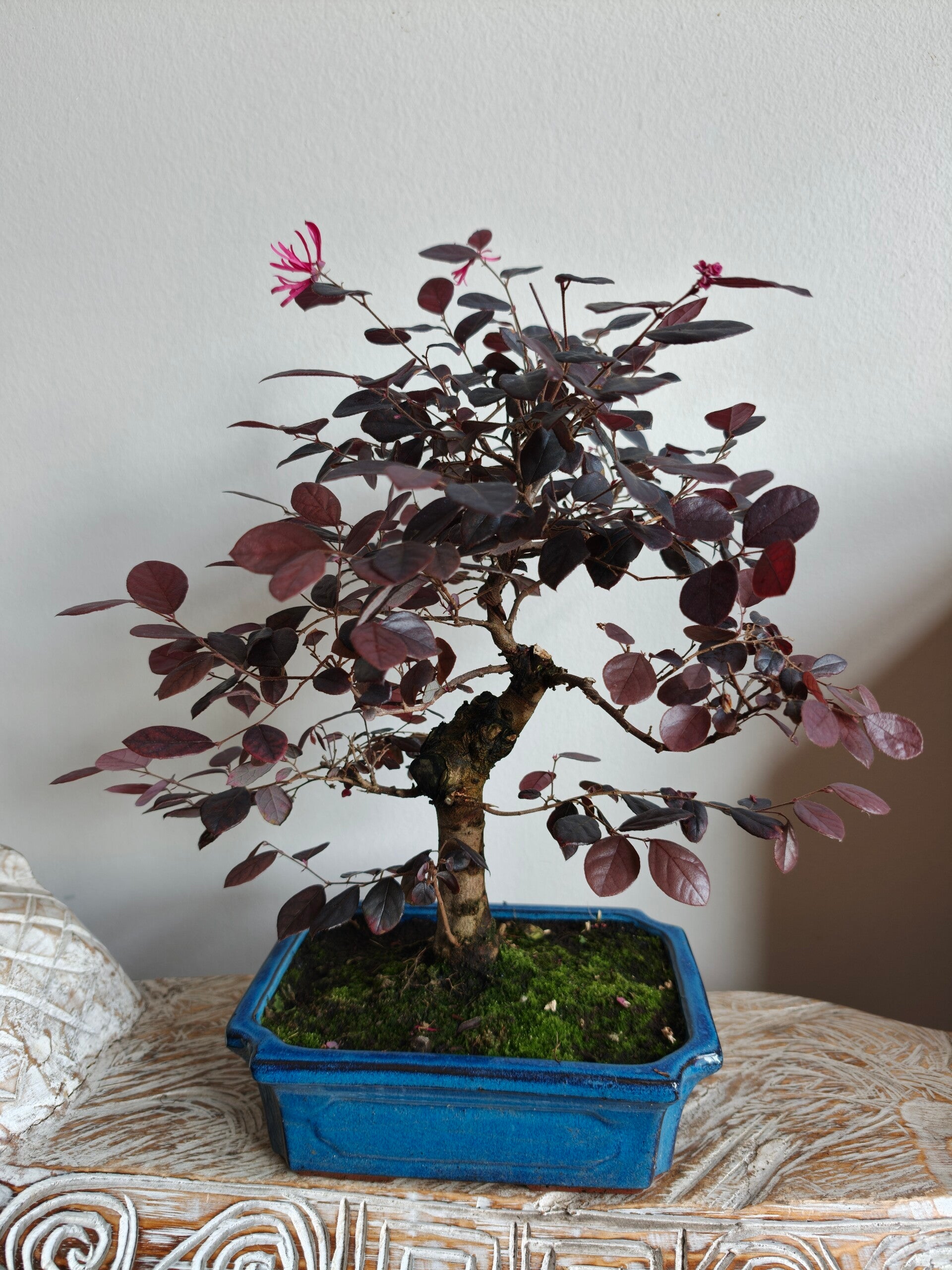 Loropetalum Bonsai