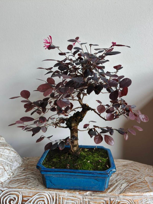 Loropetalum Bonsai