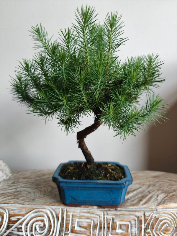 Pinus Halepensis Bonsai