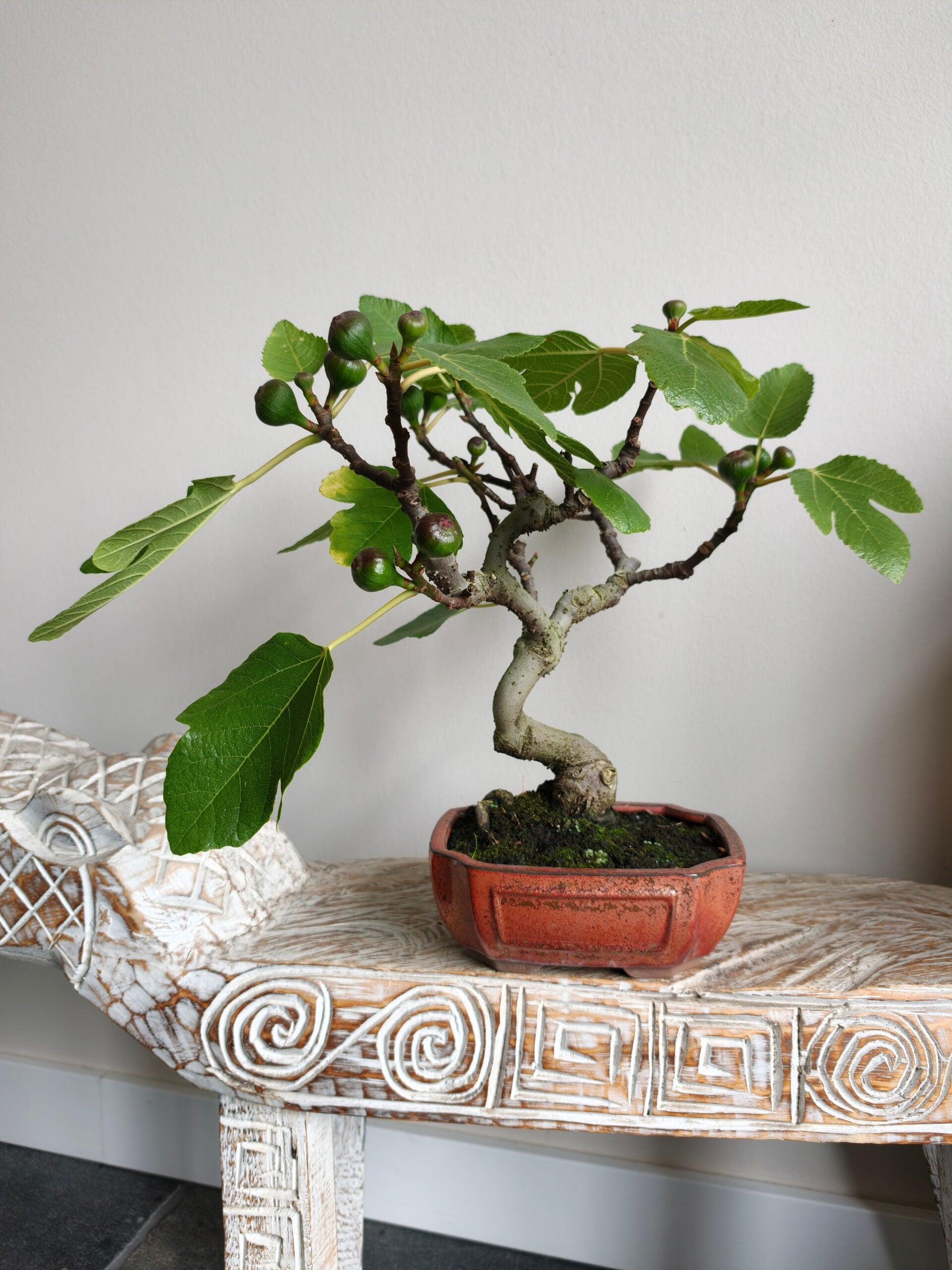 Ficus Carica 'Vijg' Bonsai