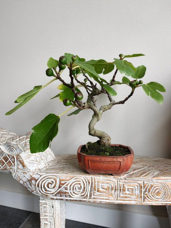 Ficus Carica 'Vijg' Bonsai
