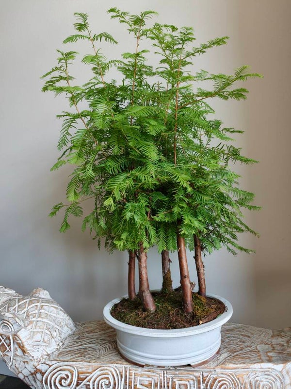 Metasequoia Bossage Bonsai 65cm