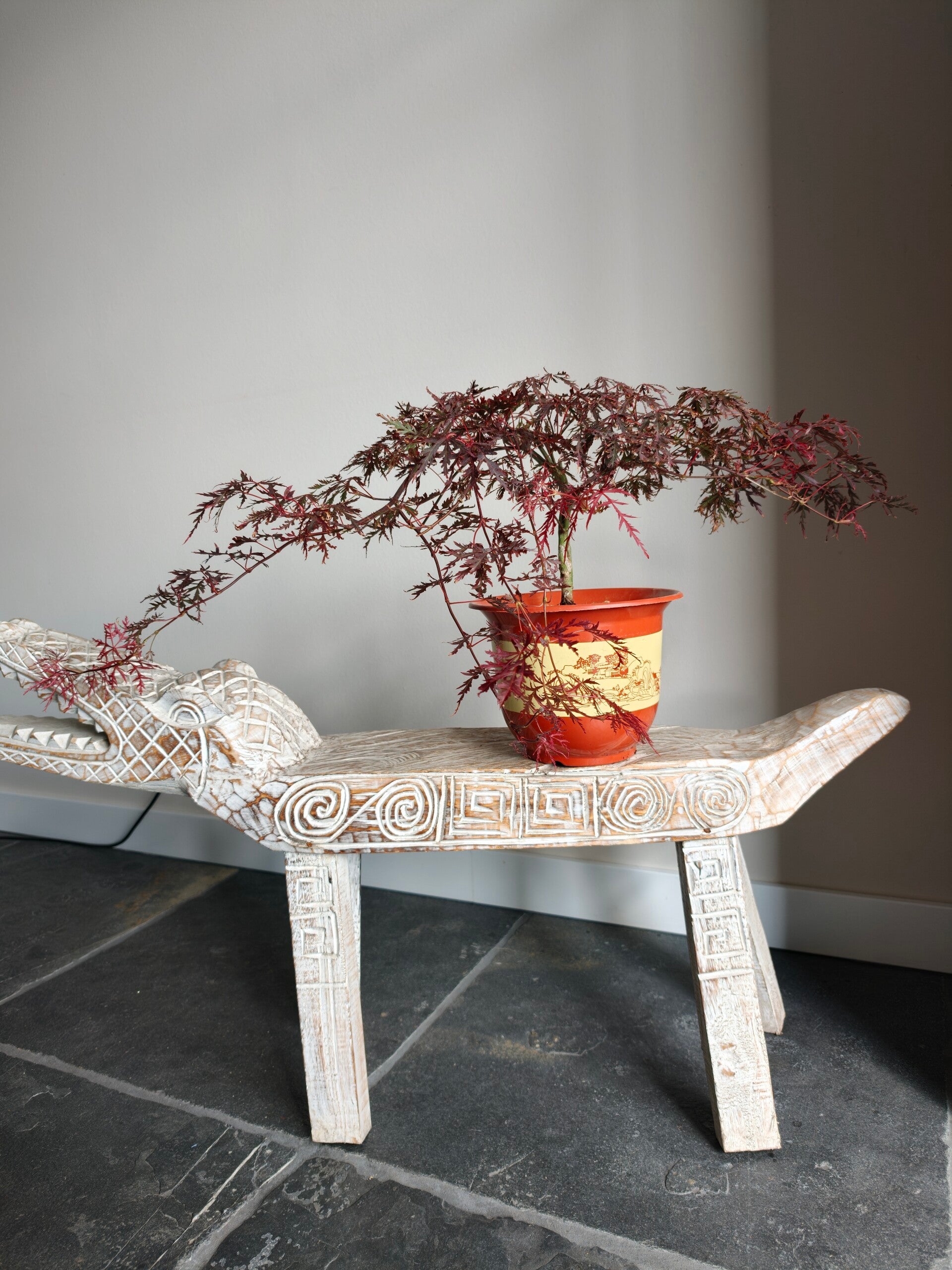 Acer Japanse Esdoorn Garnet Bonsai