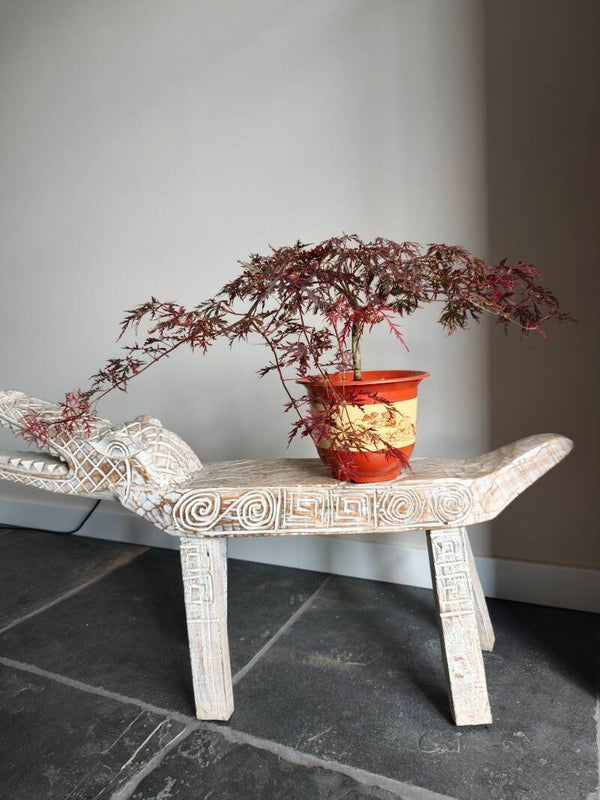 Acer Japanse Esdoorn Garnet Bonsai