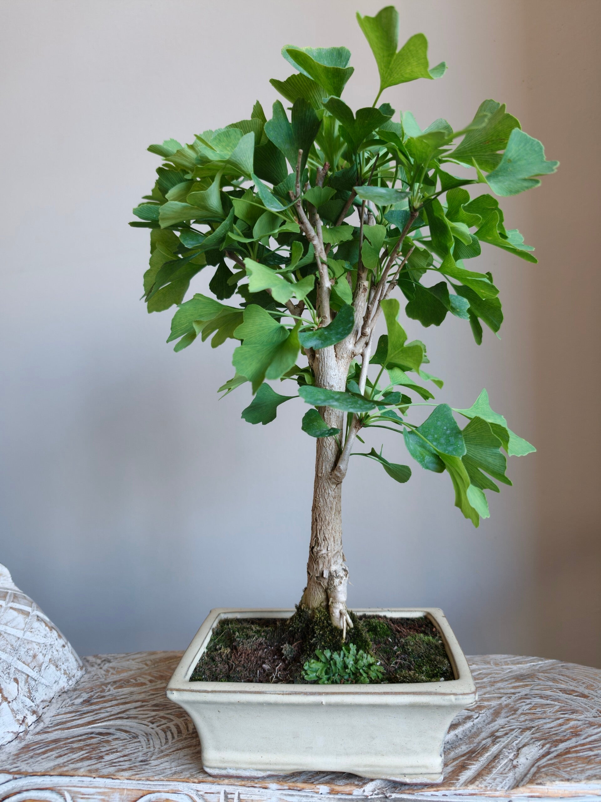 Ginkgo Biloba Bonsai