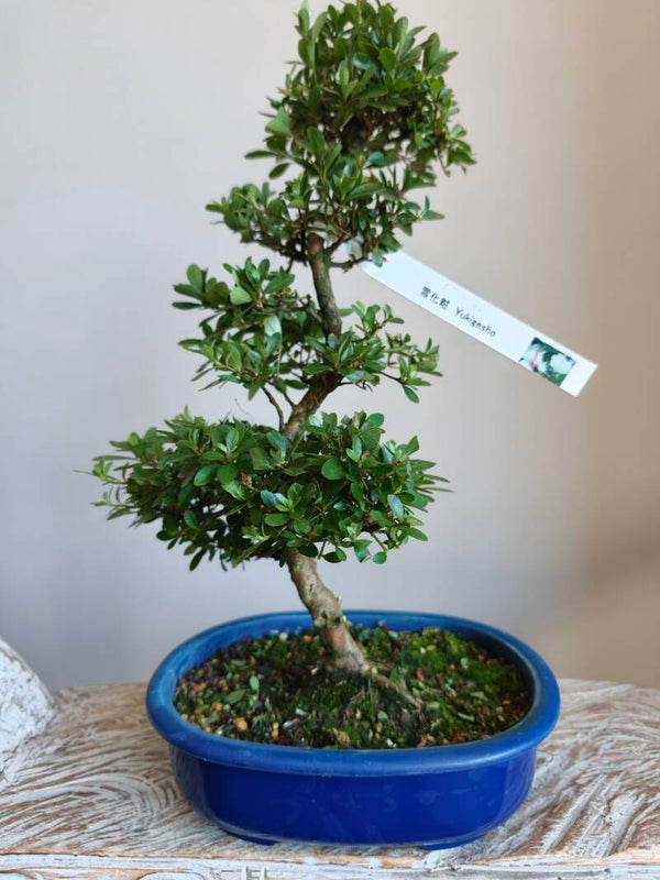 Satsuki Azalea Yukigesho Bonsai