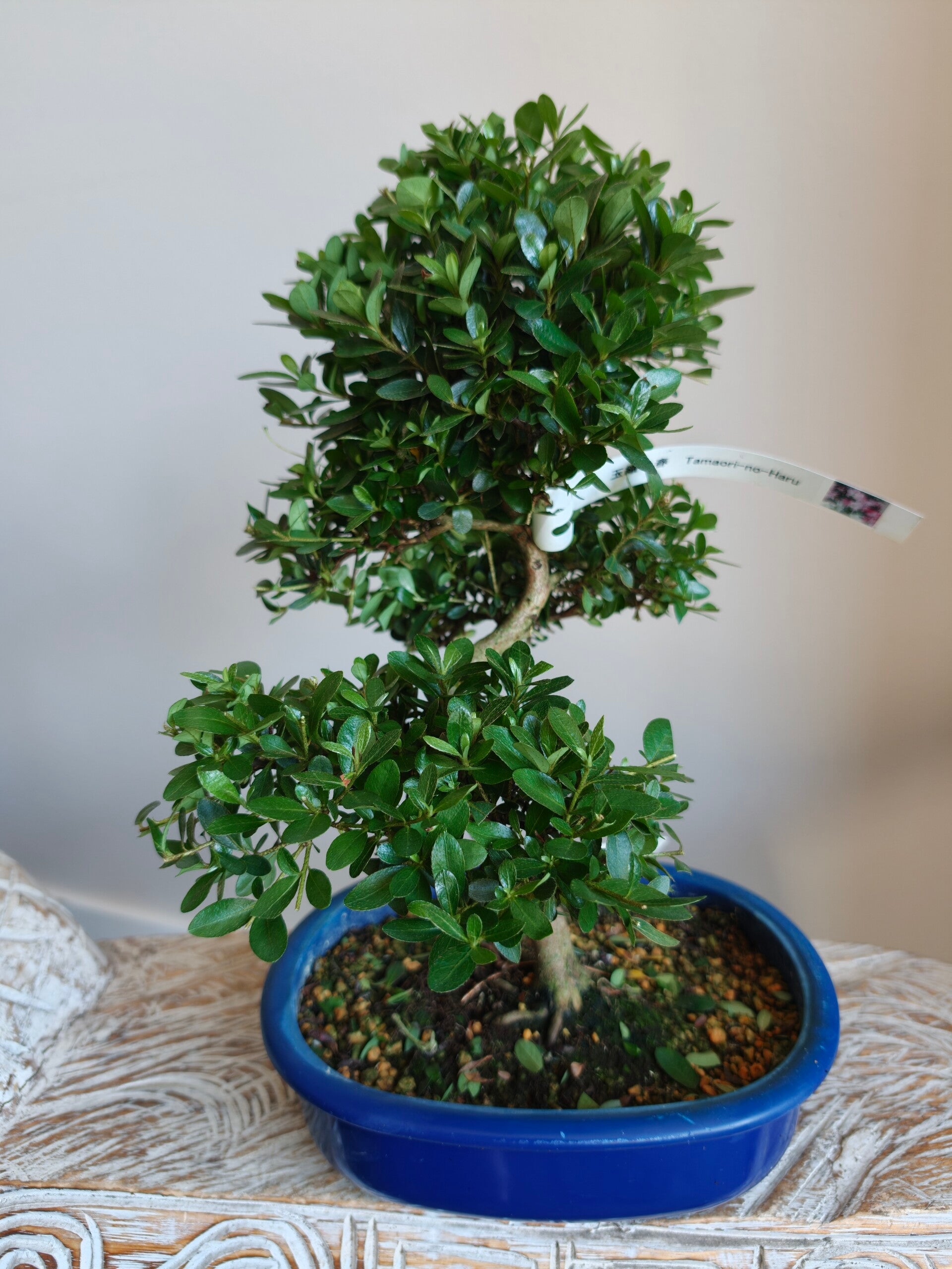 Satsuki Azalea Tamaori-No-Haru Bonsai