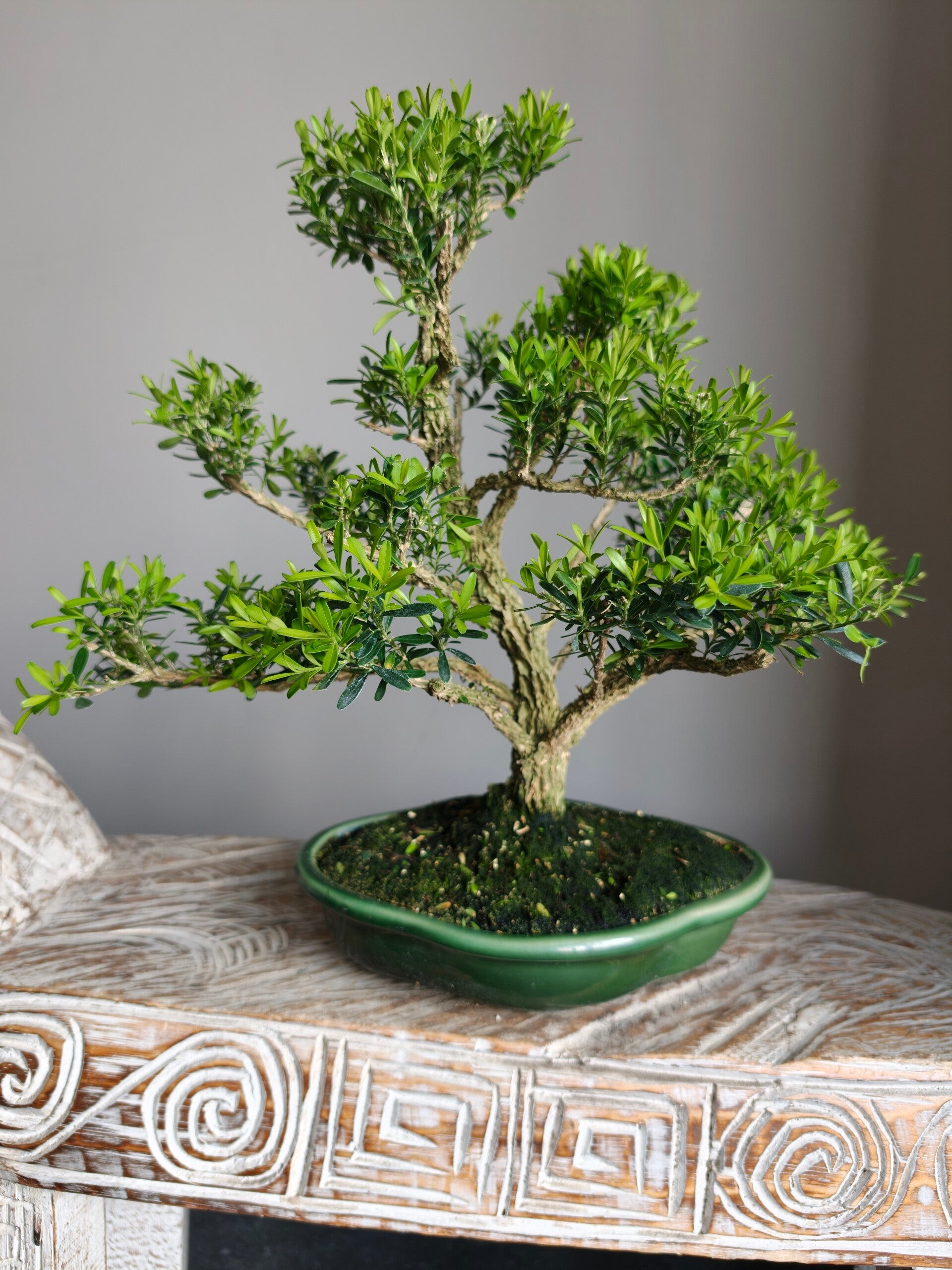 Buxus Harlandii Bonsai