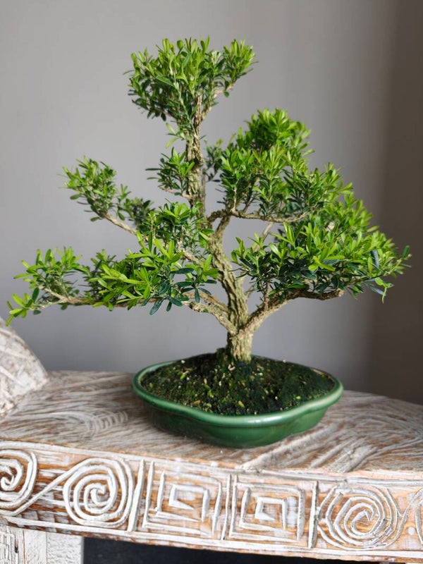 Buxus Harlandii Bonsai