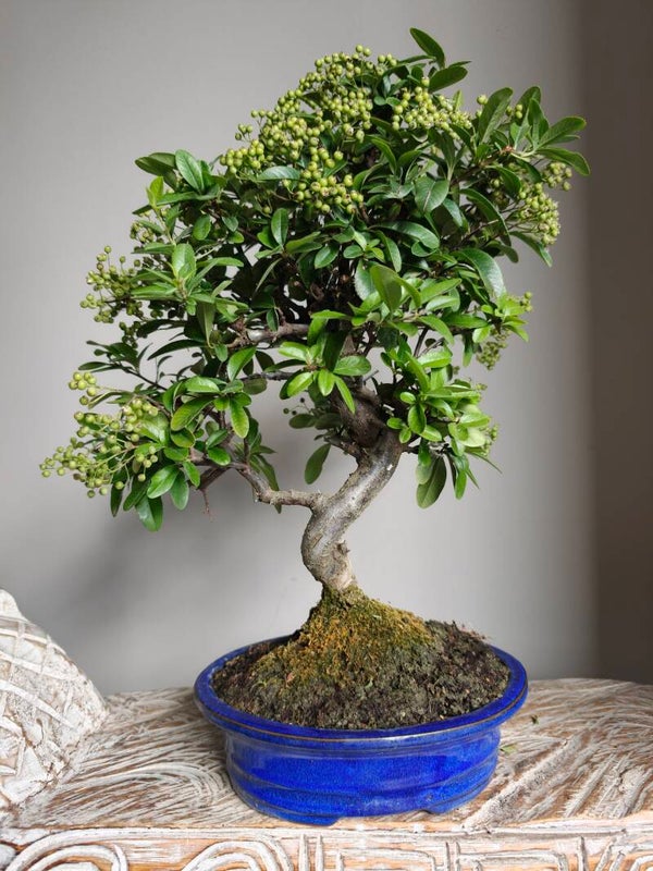 Pyracantha Coccinea Bonsai