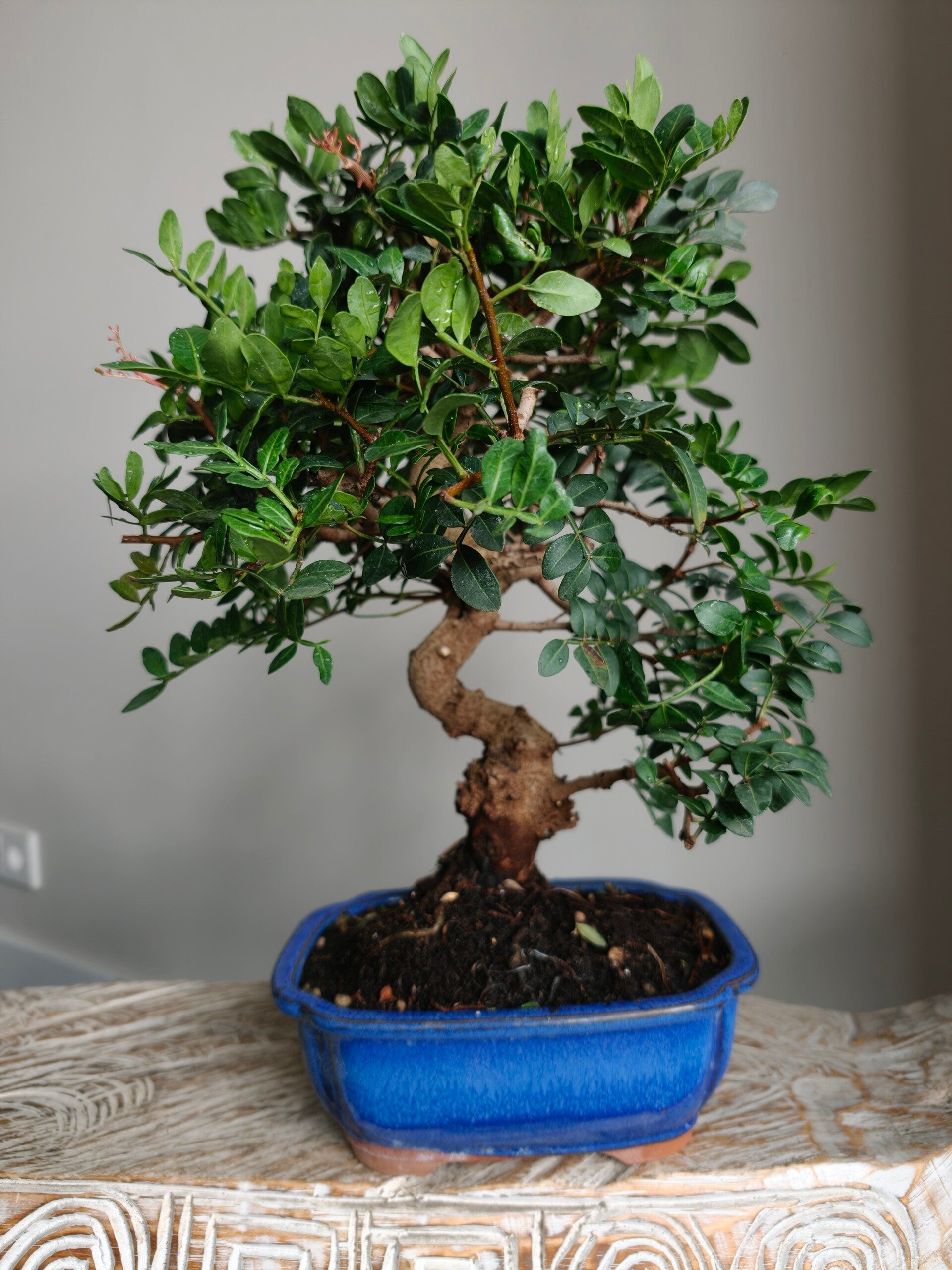 Pistache Lentiscus Bonsai