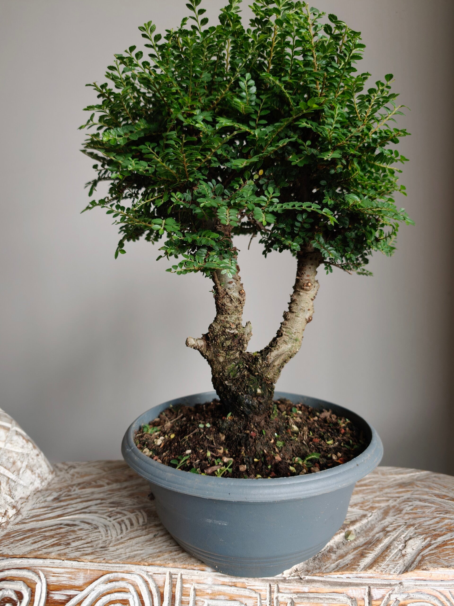 Ulmus Parviflora Bonsai