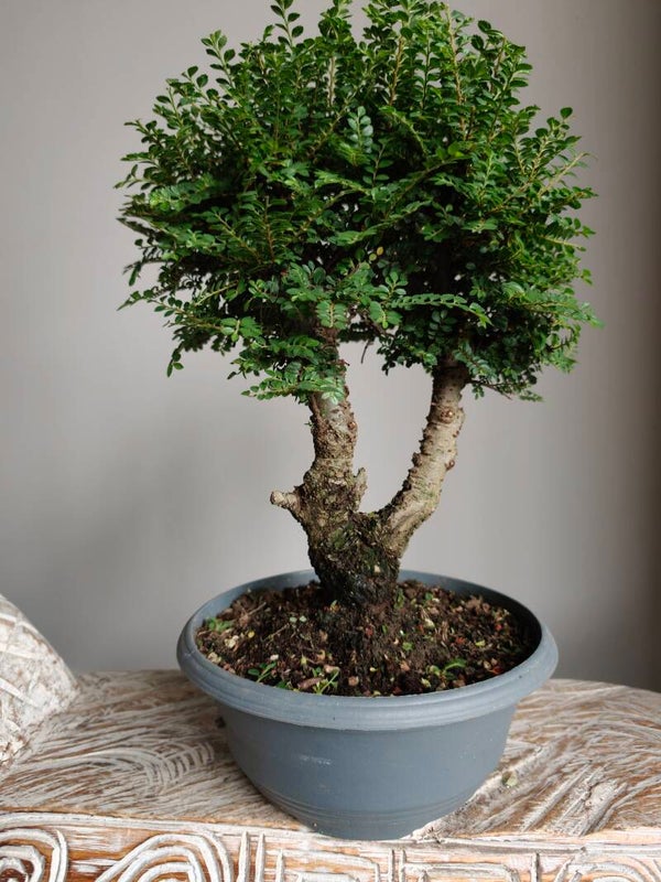 Ulmus Parviflora Bonsai