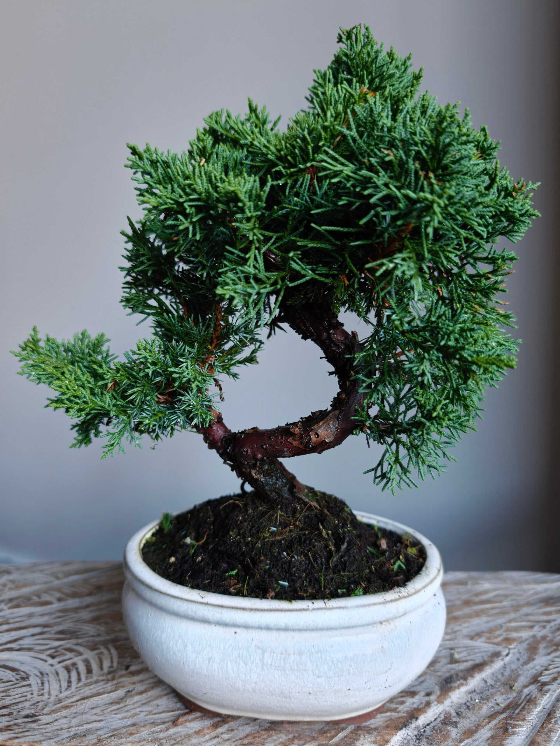Juniperus Chinensis Kyushu Bonsai 10 jaar