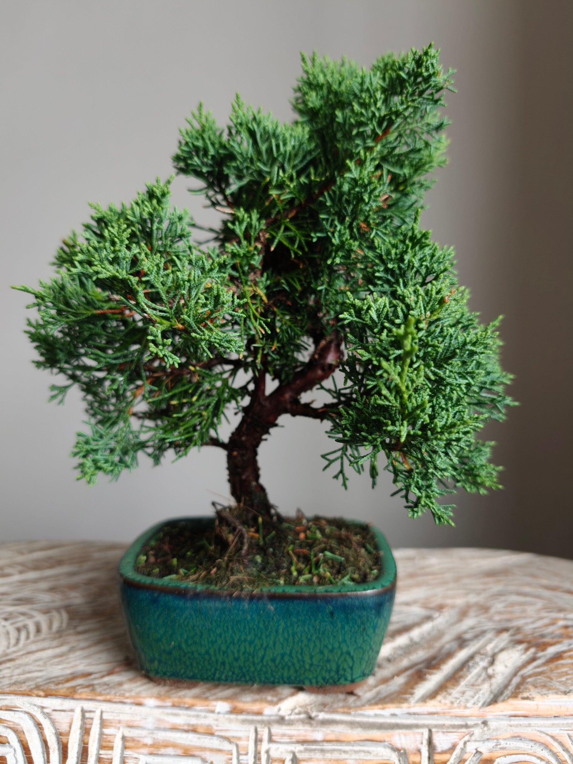 Juniperus Chinensis Kyushu Bonsai